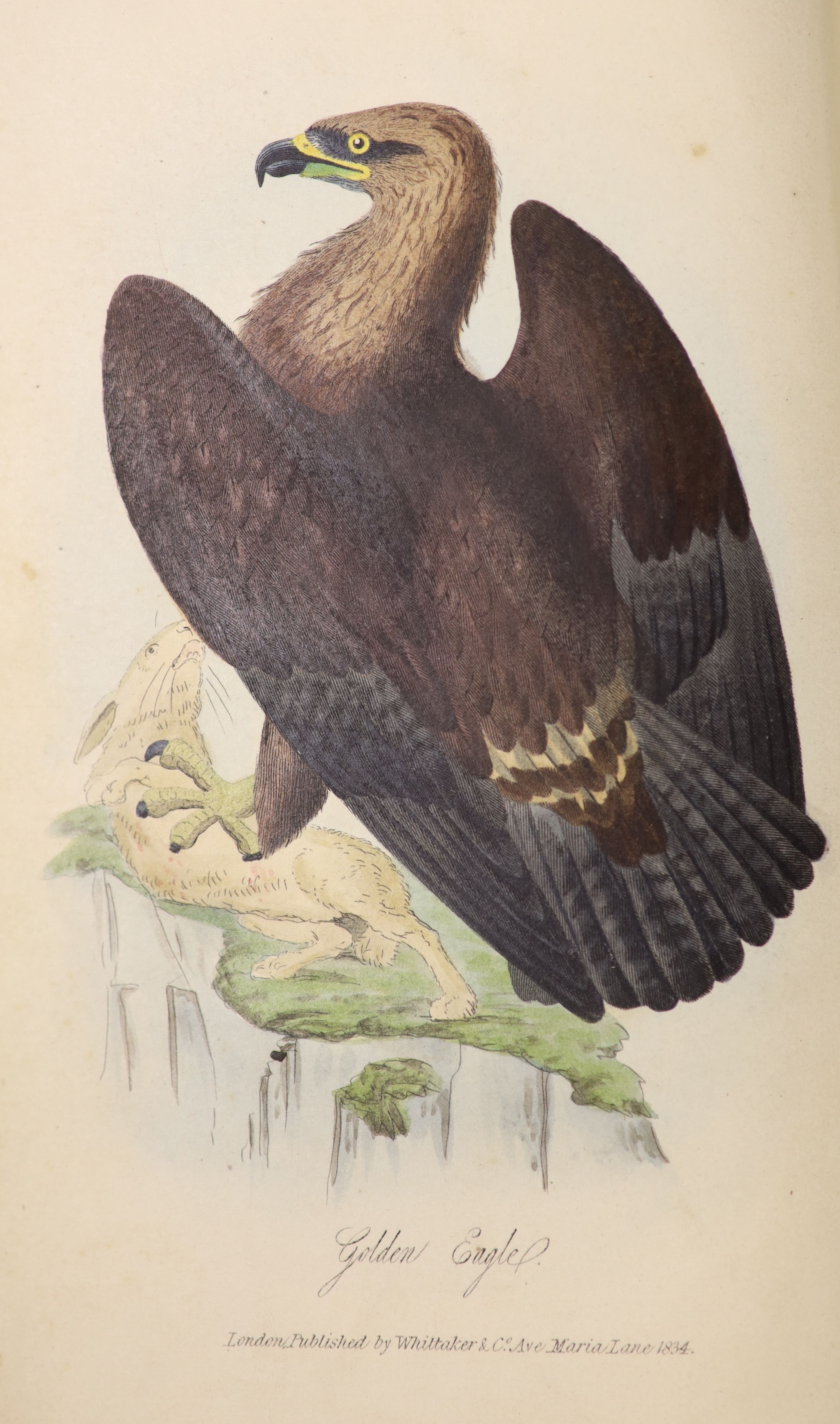 Mudie, Robert - The Feathered Tribes of the British Isles, 3rd edition, 2 vols, with frontispieces and 28 hand-coloured plates, Henry Bonn, London, 1841